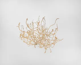 Large Country Tumbleweed