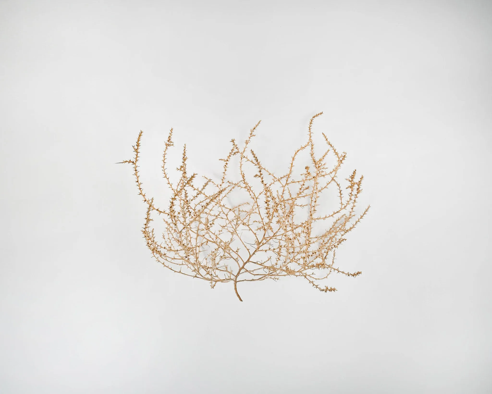 Large Country Tumbleweed