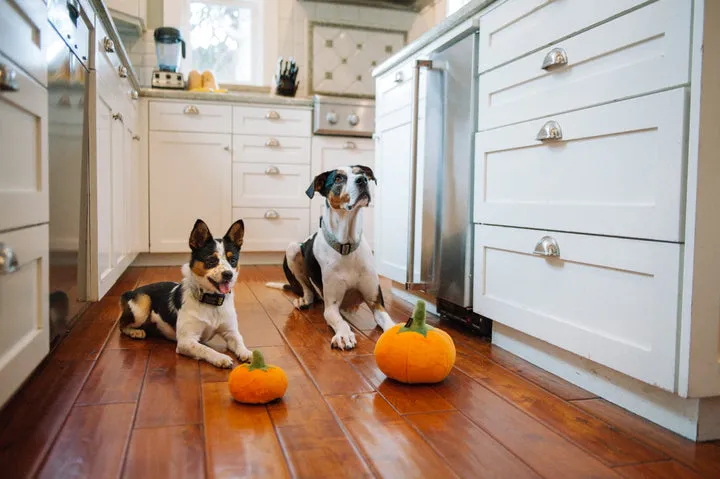 P.L.A.Y. Garden Fresh Pumpkin Fall Toy for Dogs