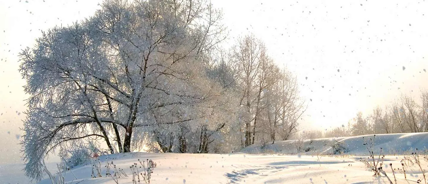 Winter Holiday Background Bundle